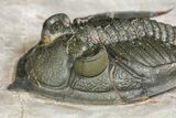 Bumpy Zlichovaspis Trilobite - Issoumour, Morocco #154289-3